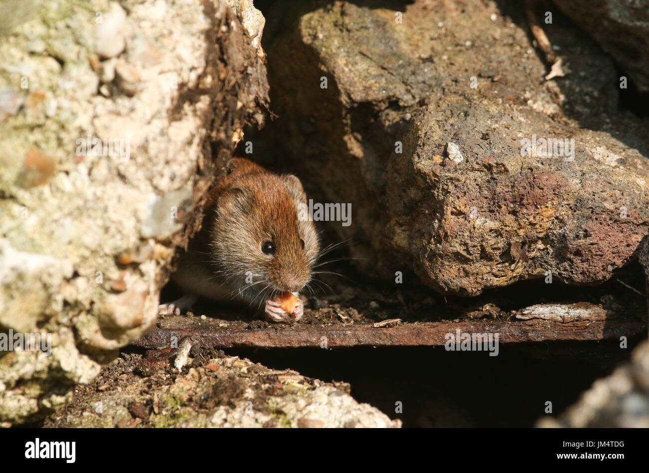 Eine niedliche Rötelmaus (Clethrionomys Glareolus) sitzen am Eingang der Stammsitz in eine Wand zu essen. Stockfoto