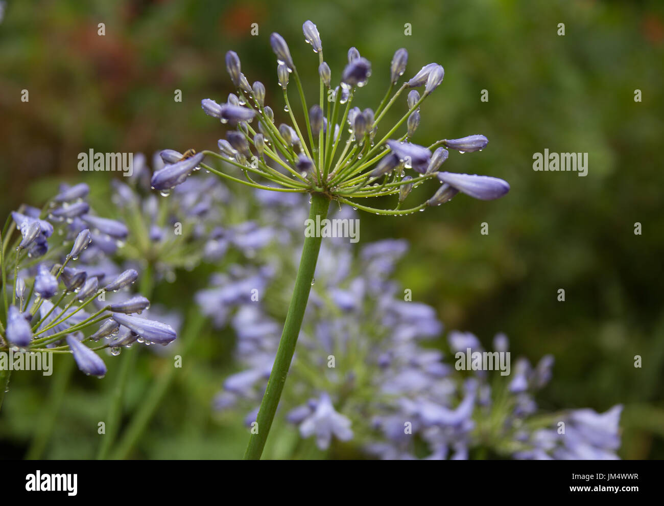 Agapanthus Pflanze im Sommerregen Stockfotografie - Alamy