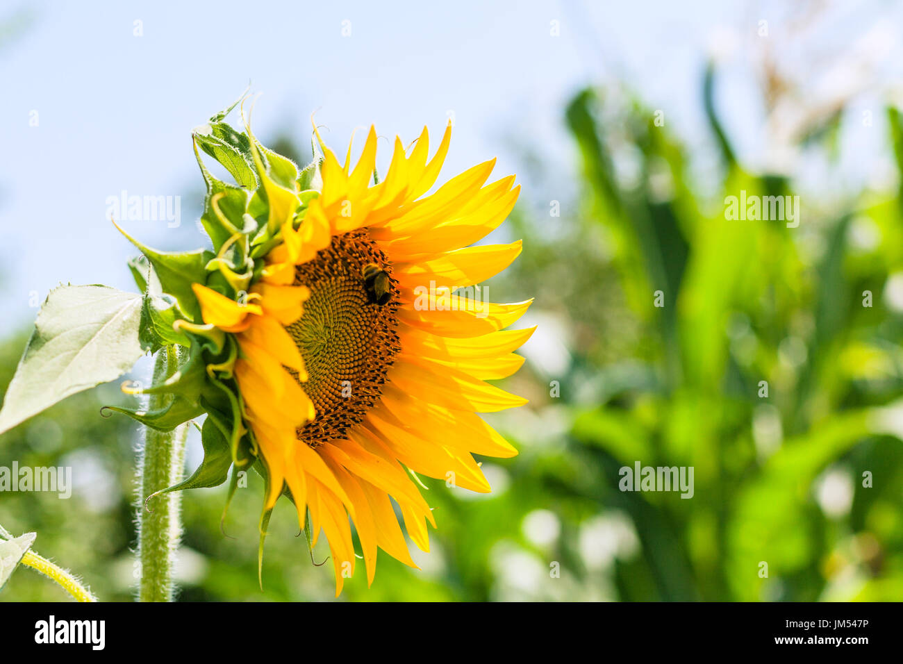 Sonnenblume mit Hummel im Garten im Sommer in der Region Krasnodar, Russland Stockfoto
