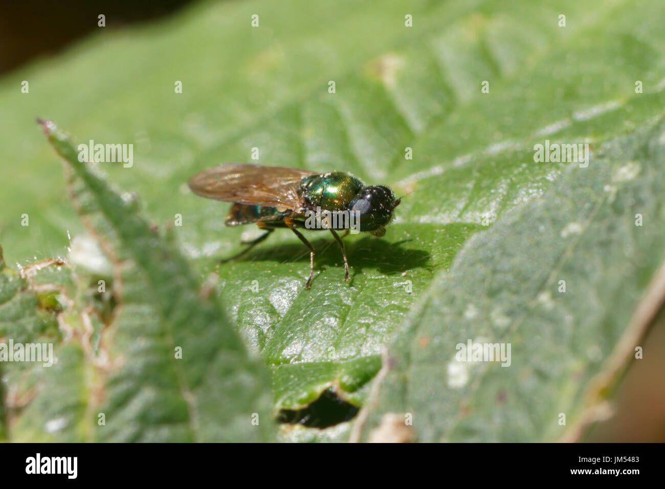 Eine kleine grüne Fliege in Nord-Wales Stockfoto