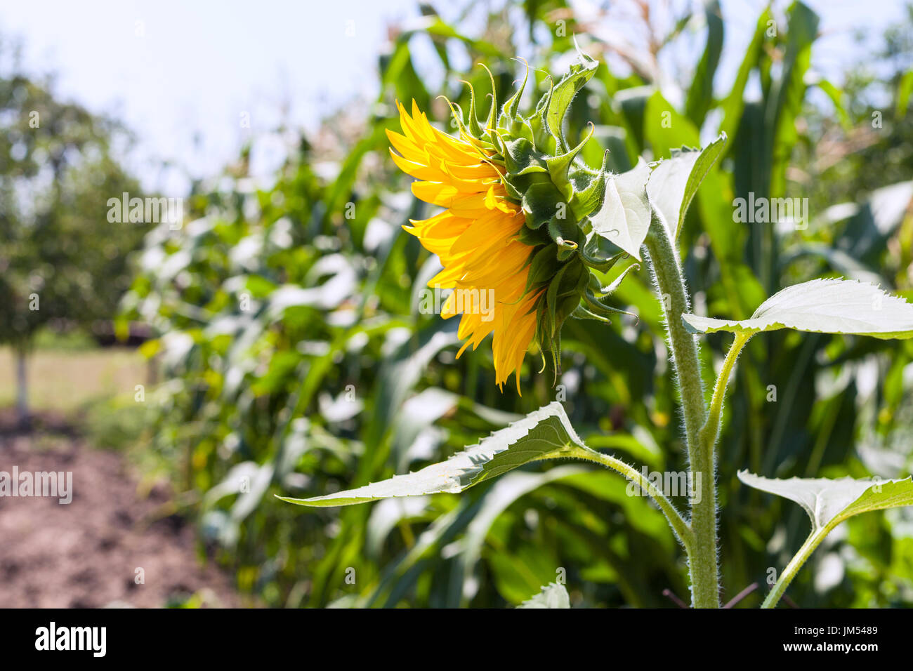 Sonnenblumen im Garten im Sommer in der Region Krasnodar, Russland Stockfoto