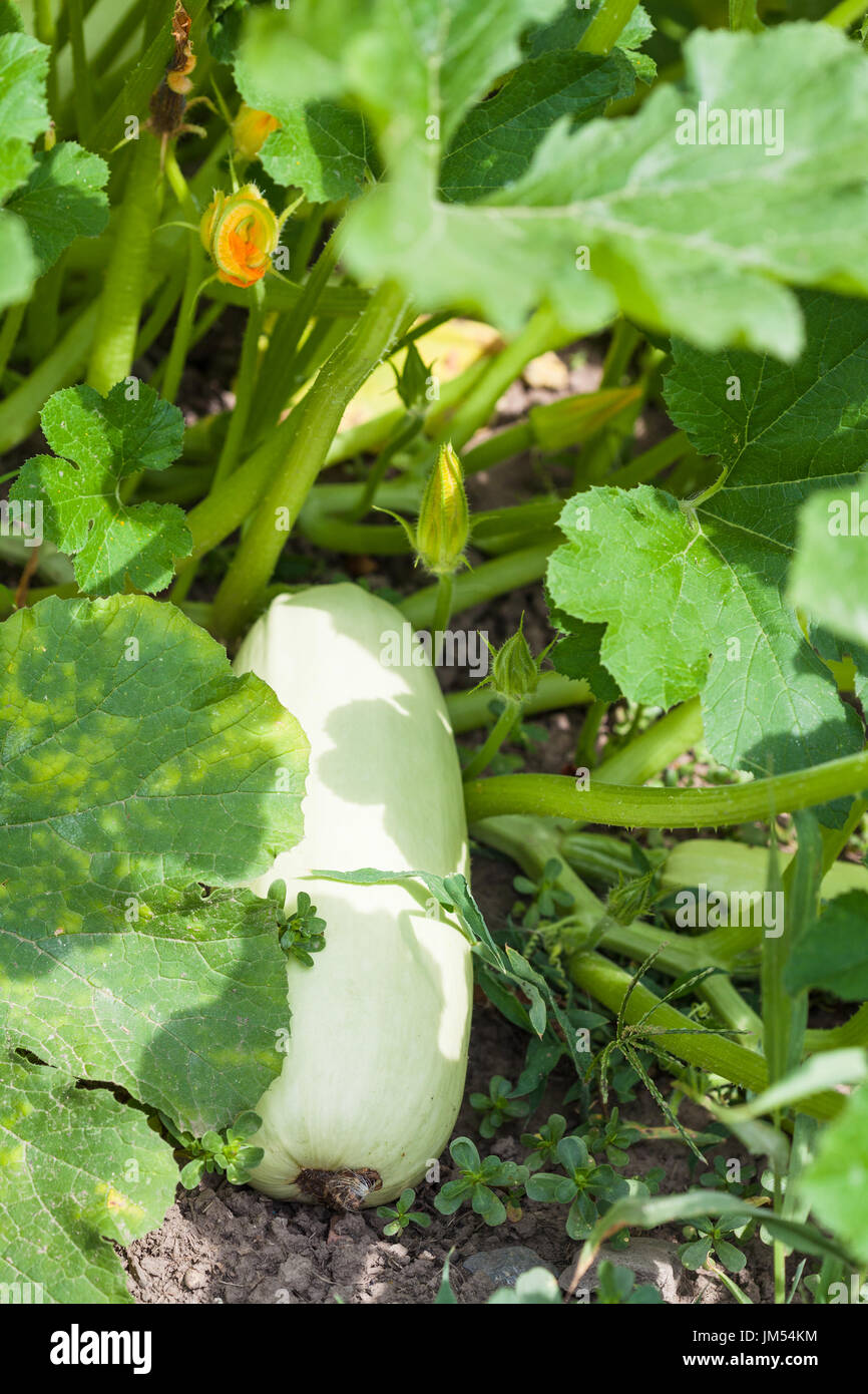Reife Zucchini In Plantage Im Garten Im Sommer In Der Region
