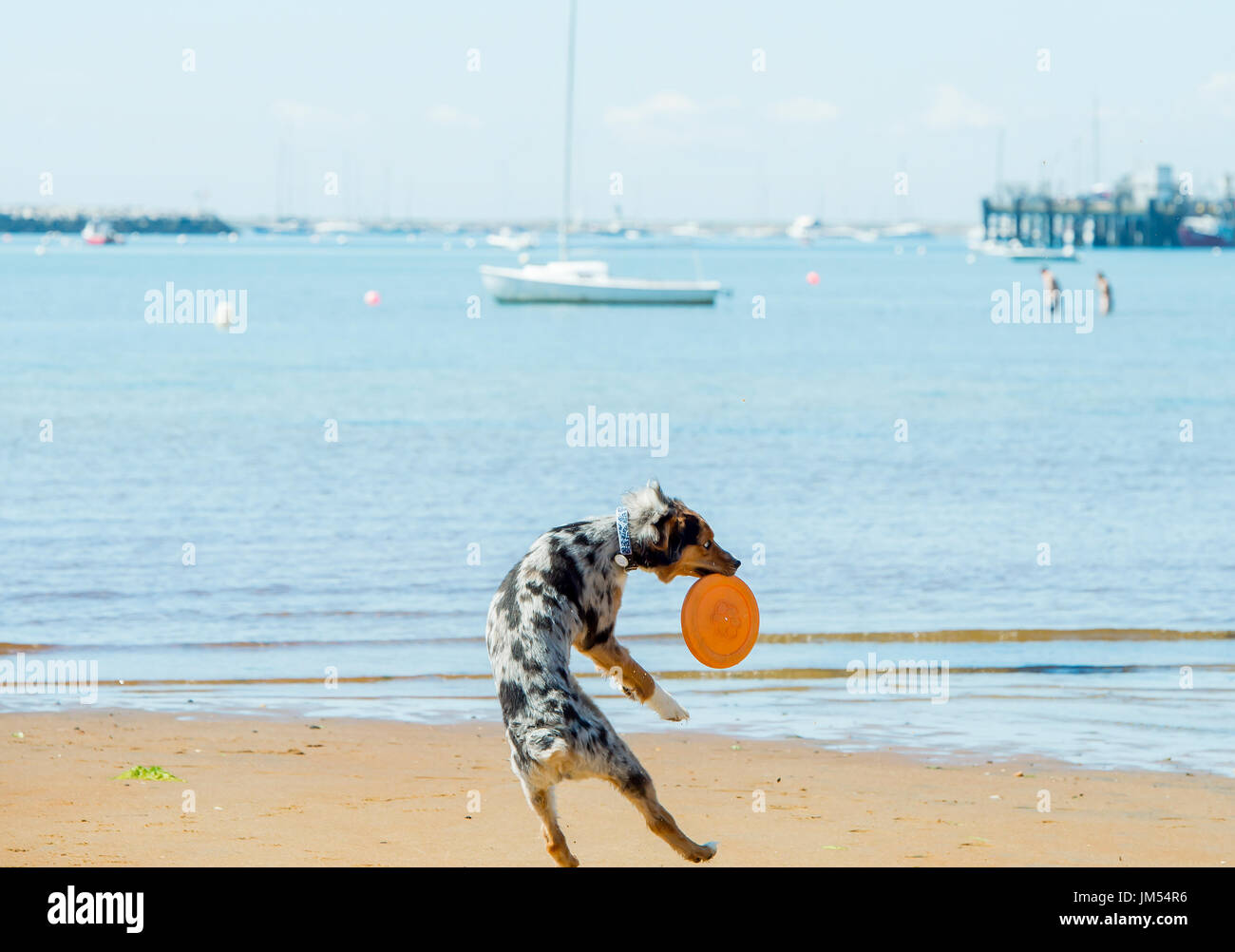 Wunderschöne Australian Shepherd Tri Color merle Hund am Strand springt von hinter den Fang von Orange frisbee West paw der Luft atemberaubenden Meer Hintergrund Stockfoto