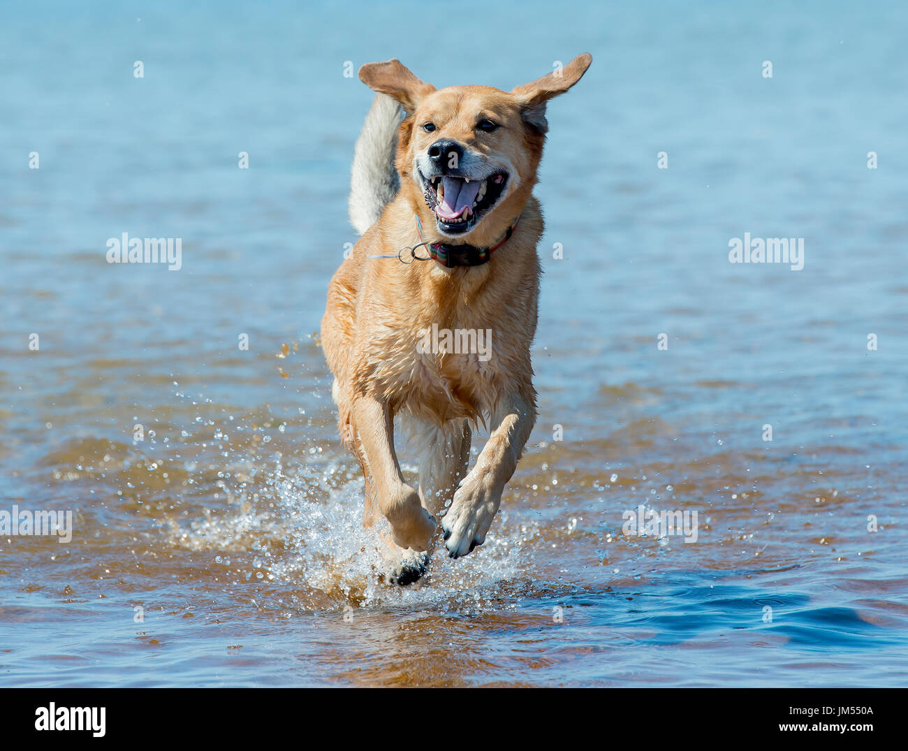 Schöne braune Lab mix mittlerer Hund läuft, spielen im flachen Wasser und Sand am Strand sehr glücklich. Schließen oben mit Ozean Hintergrund Stockfoto