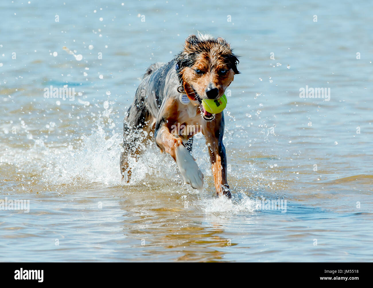 Wunderschöne, atemberaubende, dreifarbig Australian Shepherd Dog laufen und spielen mit Tennis ball im Mund und im seichten Wasser des Ozeans Stockfoto