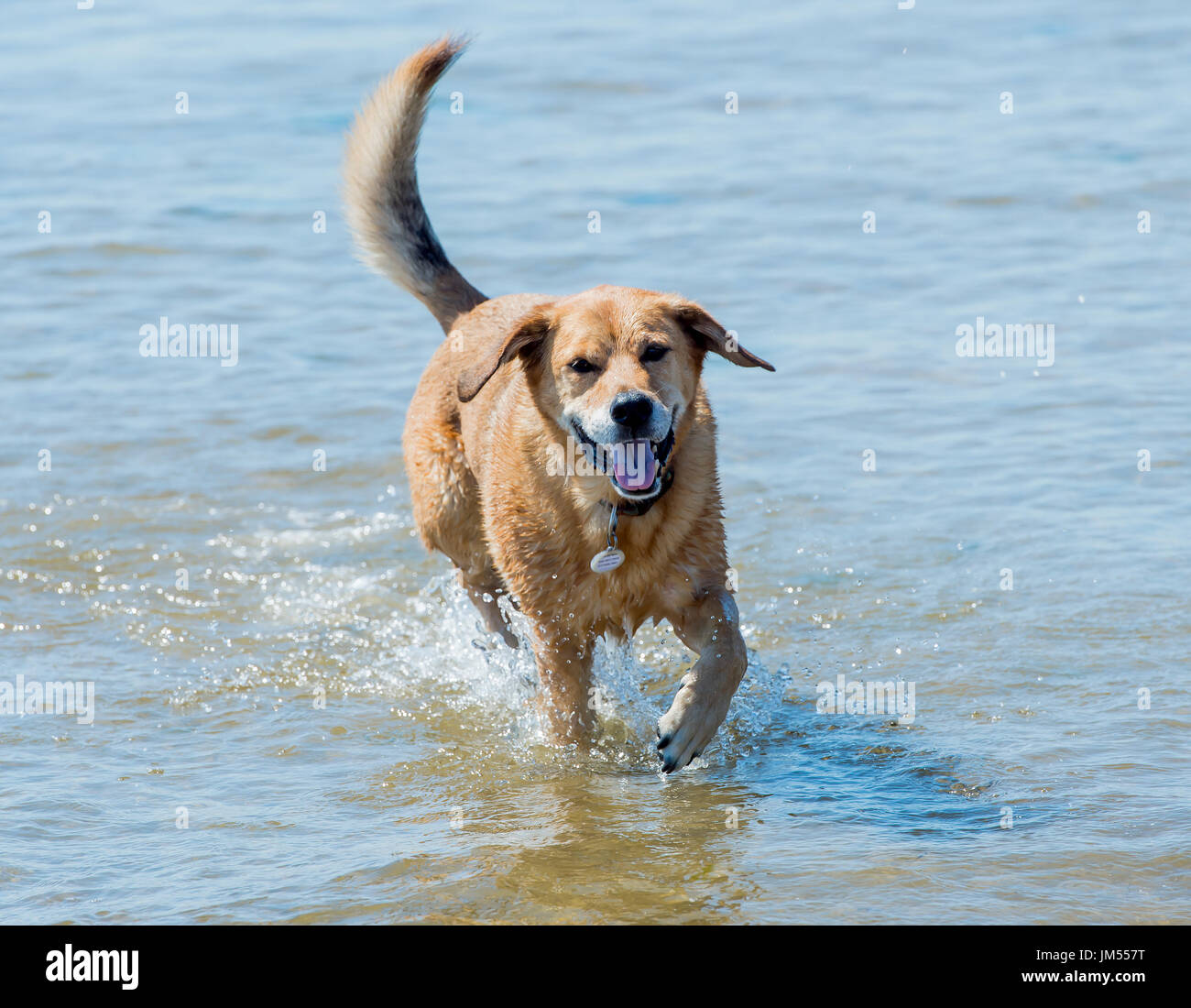 Braun rescue Lab mix glücklicher Hund im Ozean Wasser läuft Stockfoto