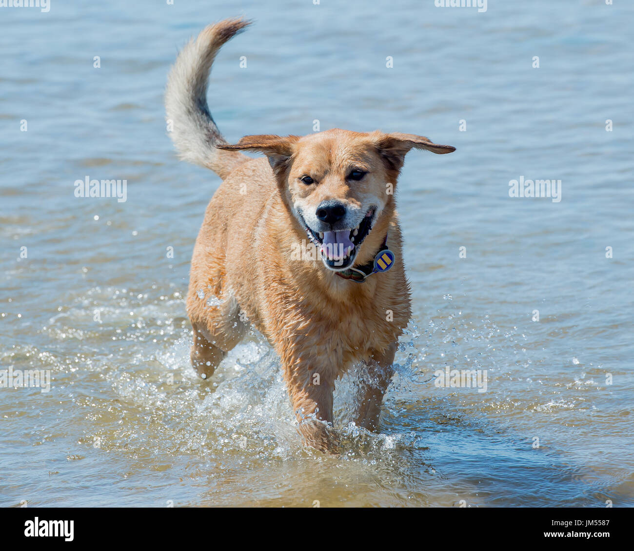 Braun rescue Lab mix glücklicher Hund im Ozean Wasser läuft Stockfoto