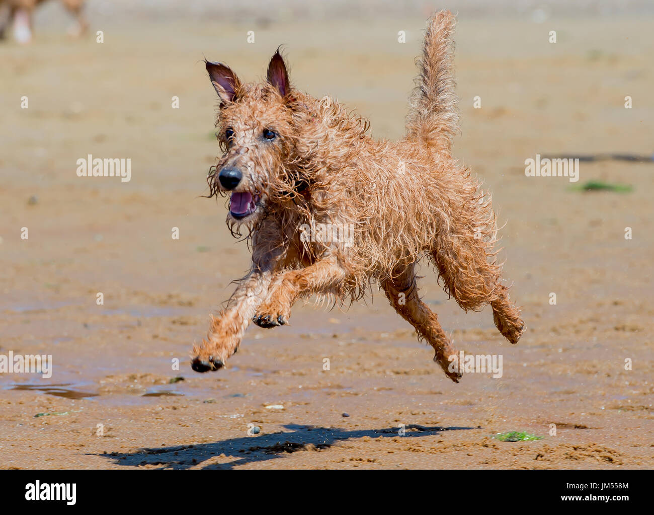 Brauner Hund läuft am Strand Stockfoto