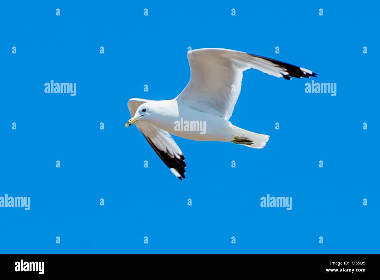 Möwe Vogel Mid Air Flug ausgestreckten Flügeln fliegen vor blauem Himmel. Stockfoto