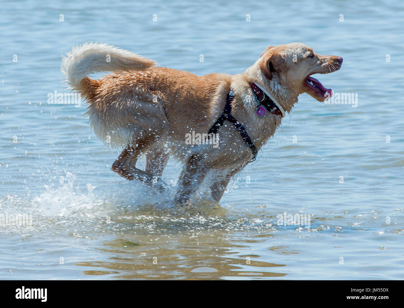 Gerne schöne gelbe lab Mixed breed Rescue Dog running Scherzen spielen im flachen Wasser Strand meer sommer sonne Provincetown MA Stockfoto