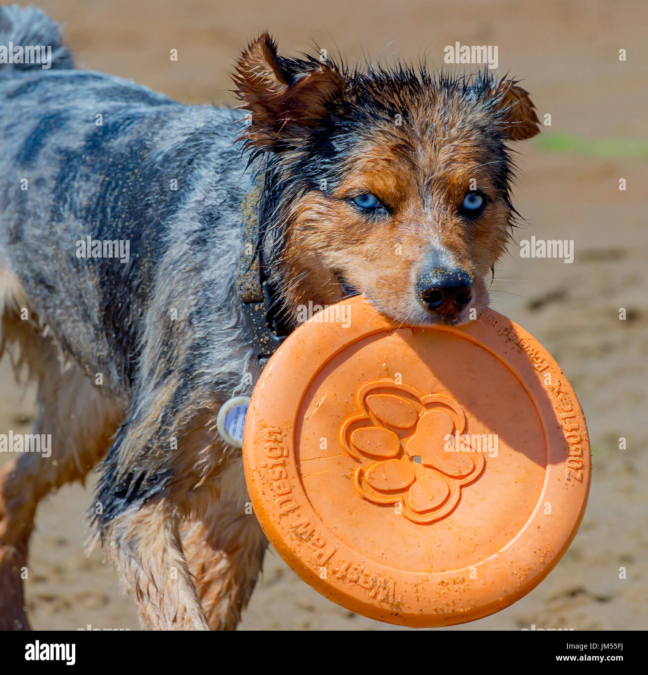 Adorable atemberaubend schönen blue eyed Tri Color merle Australian Shepherd Dog mit orange West Paw Frisbee im Mund am Strand in der Nähe von Stockfoto