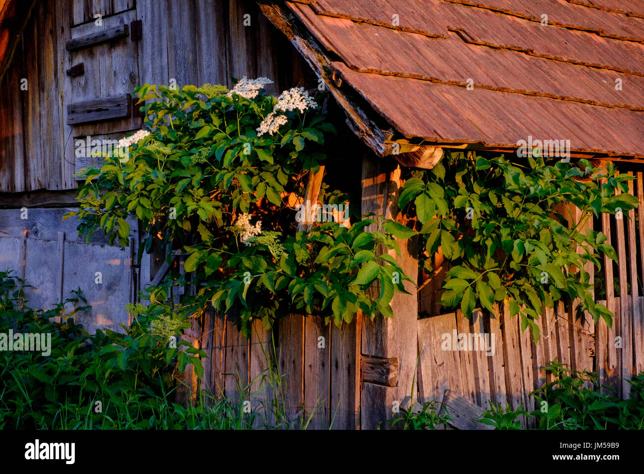 Schweinestall Nebengebäude im Garten eines typischen ländlichen Dorf Haus in Zala Ungarn Stockfoto