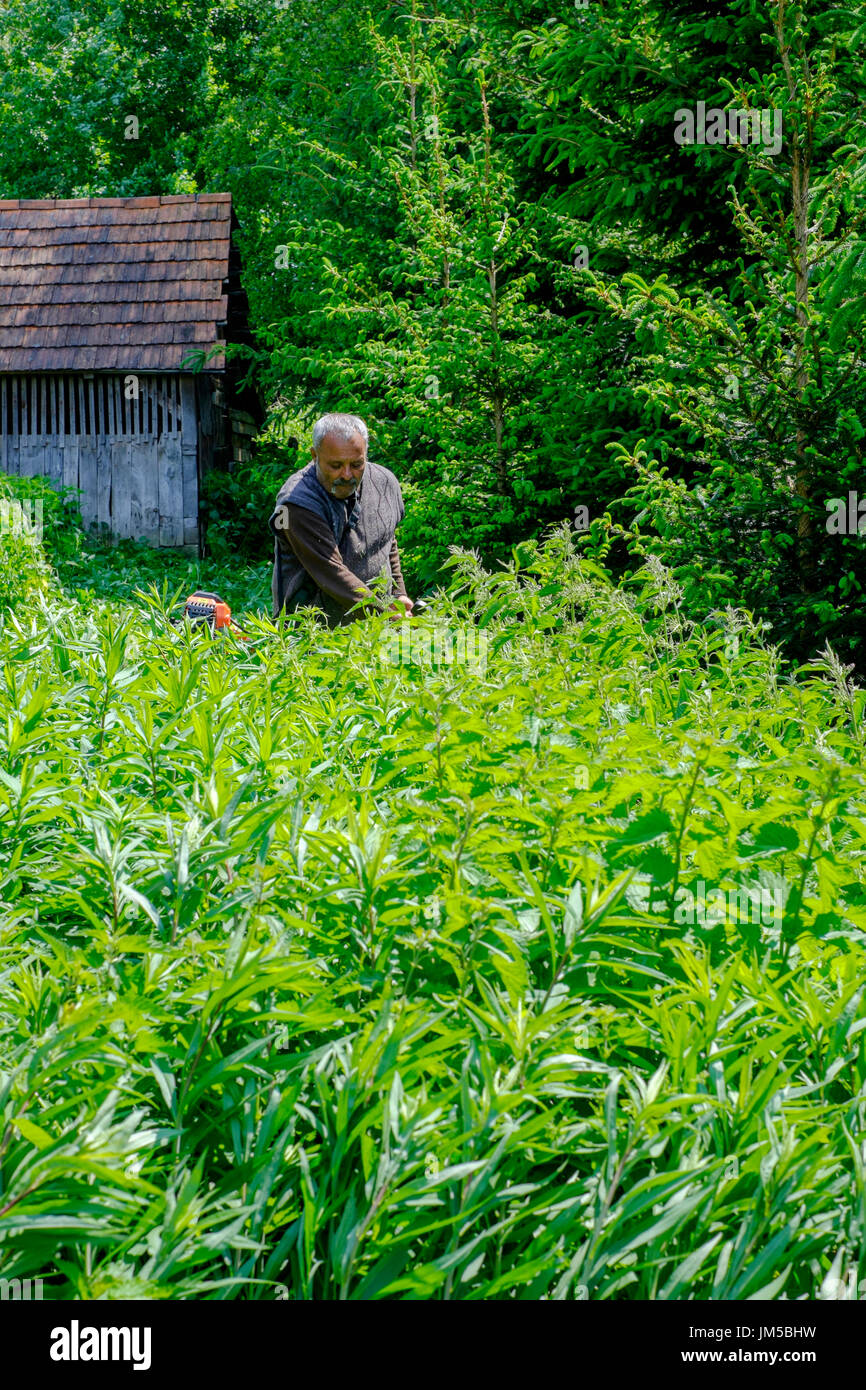 Mann mit einem Trimmgerät zu lang geschnitten grass im Garten eines ländlichen Hauses in einem Dorf in Ungarn Zala Grafschaft Stockfoto
