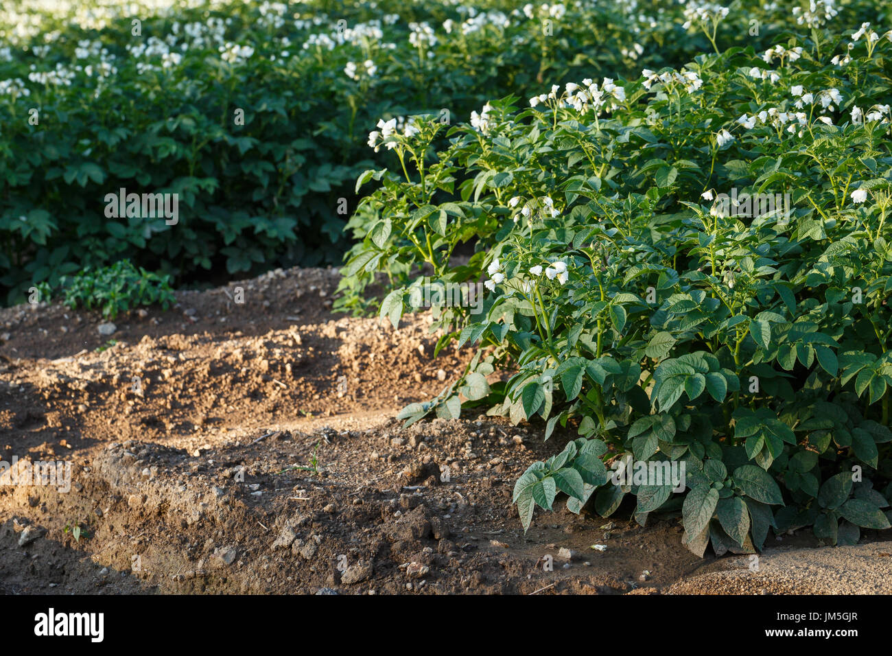 Kartoffel-Blumen blühen im Feld. Feld mit blühenden Kartoffelpflanzen (Solanum Tuberosum) Stockfoto