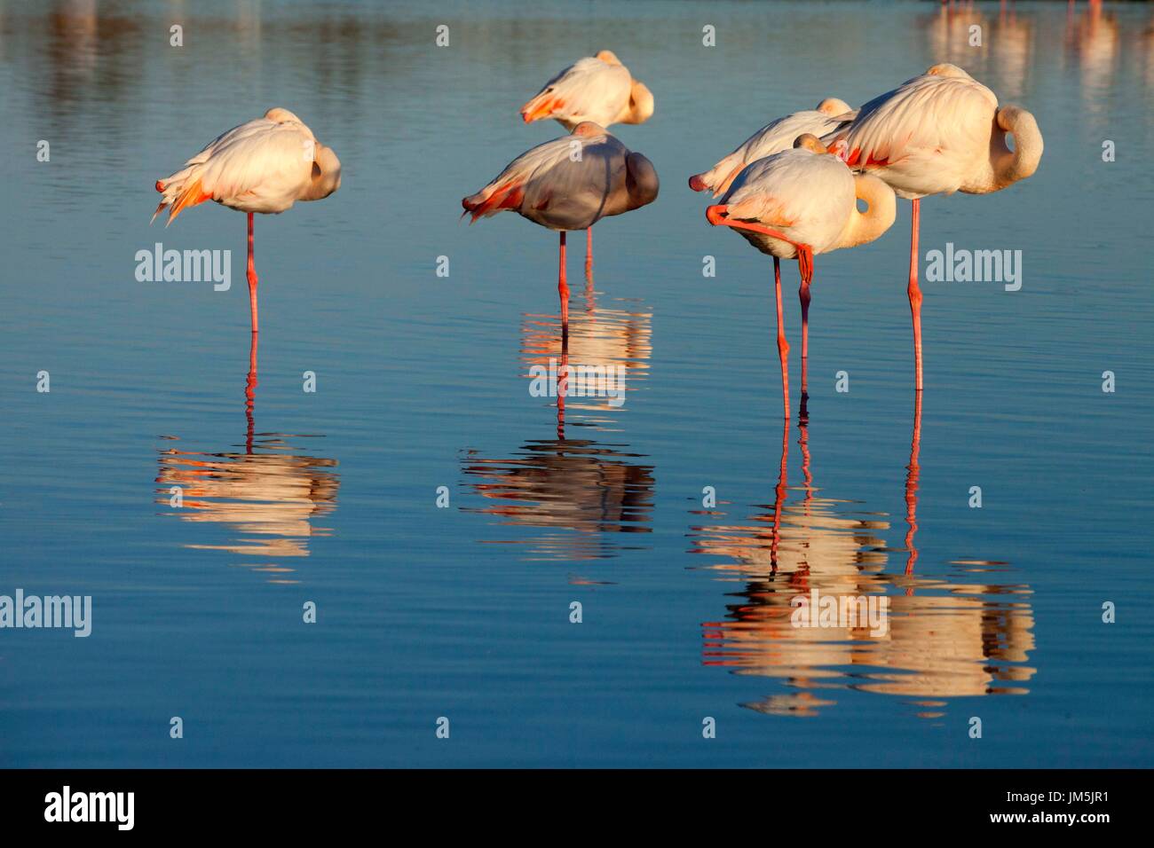 Flamingo schlafen, Camarque, Frankreich Stockfoto