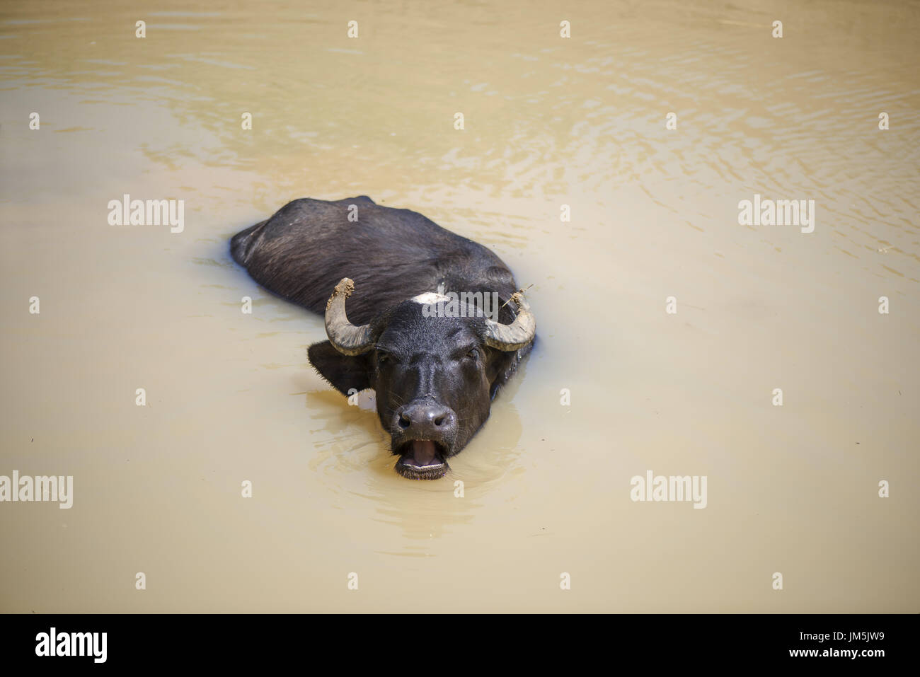 Asiatische Wasserbüffel (Bubalus Arnee Arnee) in Wasser Stockfoto