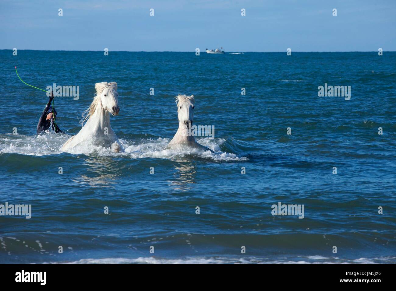 Weiße Pferde, Camarque, Frankreich Stockfoto