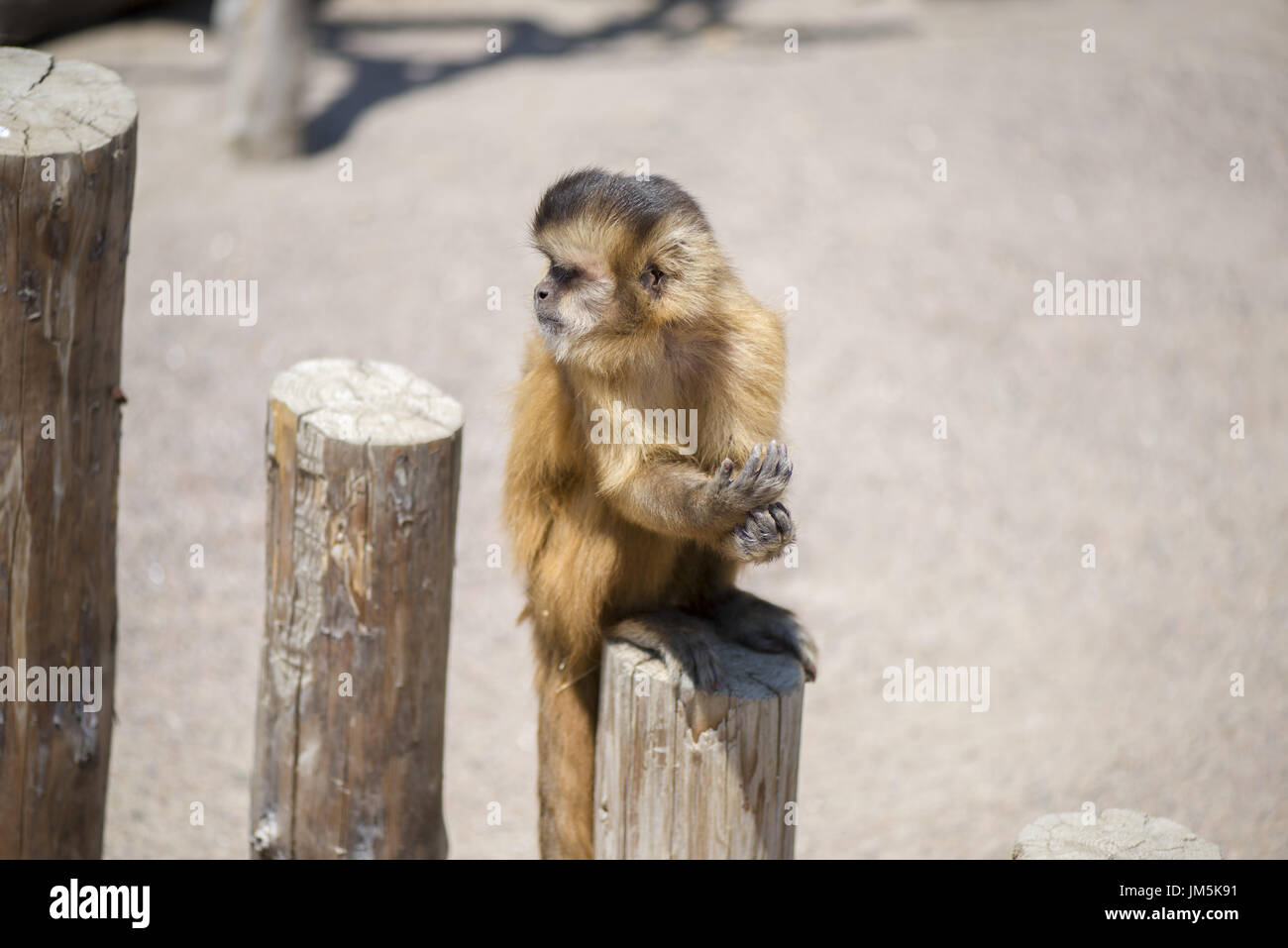 White-faced Capuchin (Cebus Capucinus) Stockfoto