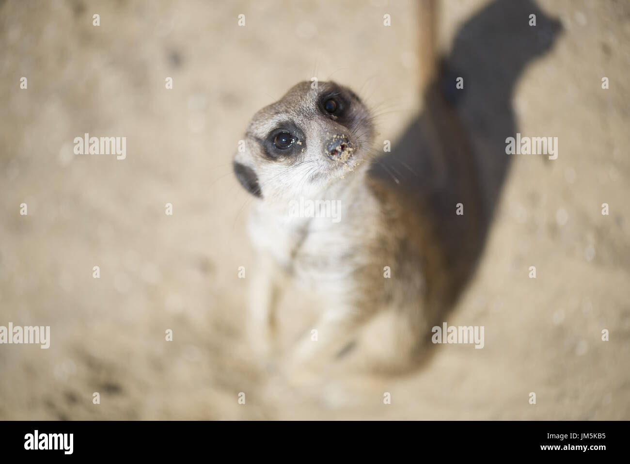 Portrait von Erdmännchen oder Erdmännchen (Suricata suricatta) Stockfoto