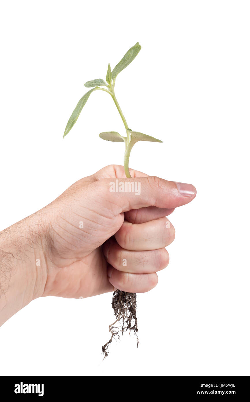 Mann hält eine entwurzelte kleine frische grüne Pflanze in der Hand in ein Konzept der Frühjahrssaison, Ökologie und Anbau von Pflanzen oder Gartenarbeit Stockfoto
