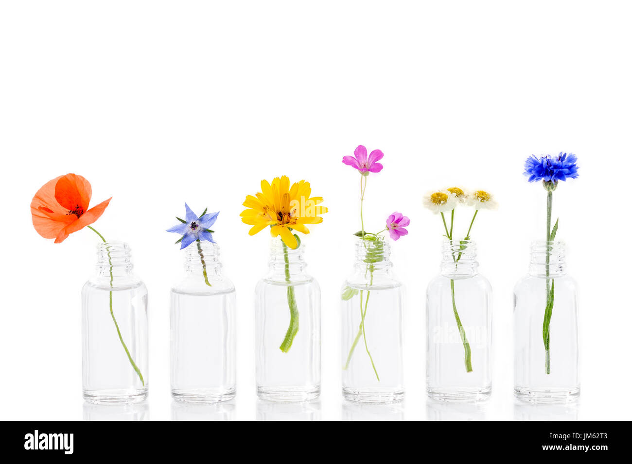 Kräutermedizin Blumen in Flaschen für pflanzliche Arzneimittel auf weiß Stockfoto