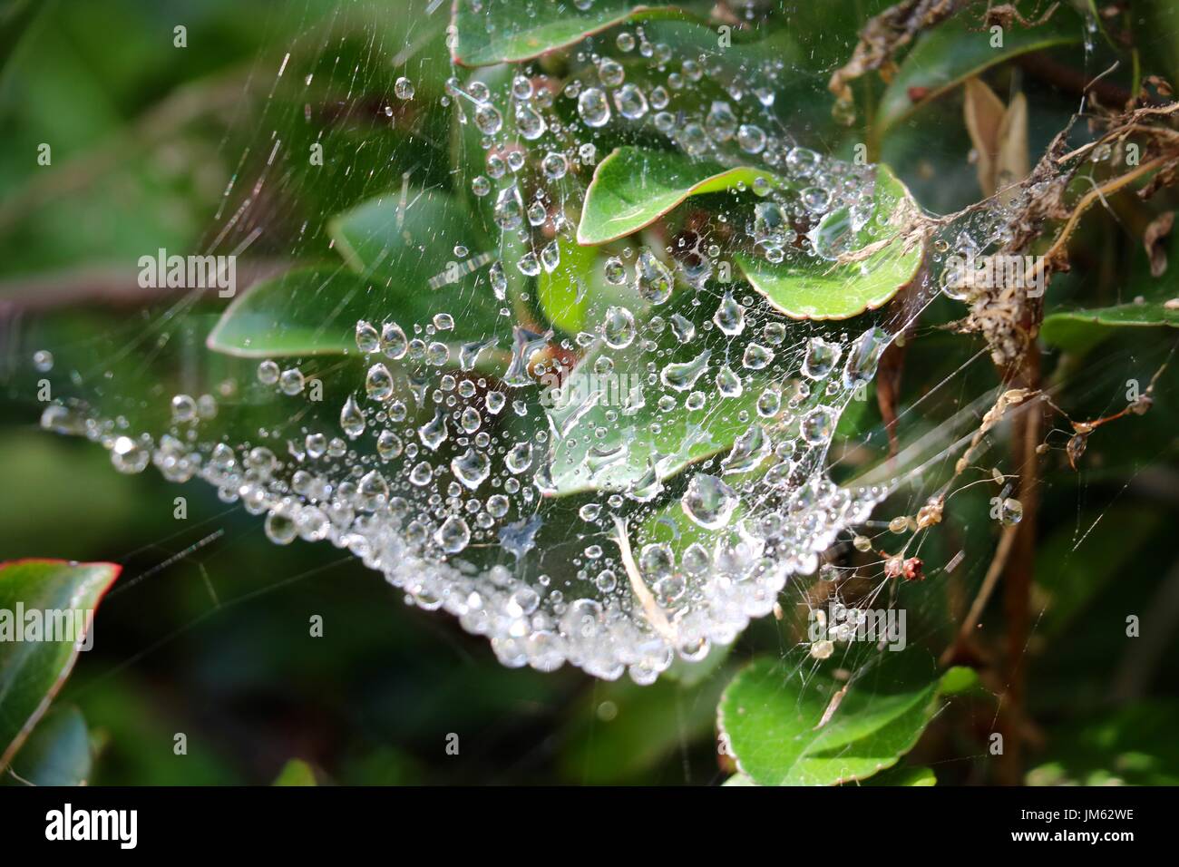 Tau Tropfen auf ein Spinnennetz Stockfoto