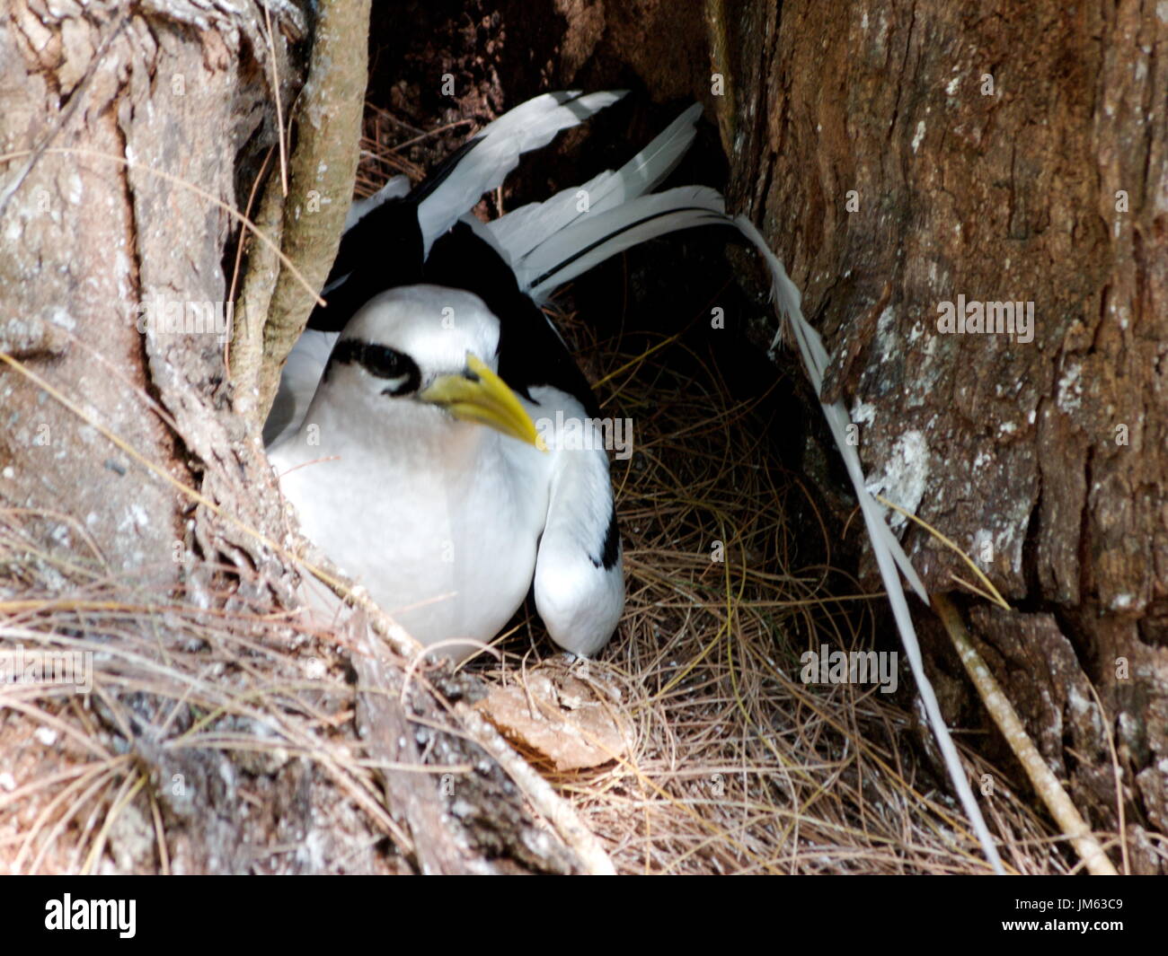 Tropicbird sitzen auf Nest in Seyvhelles Stockfoto