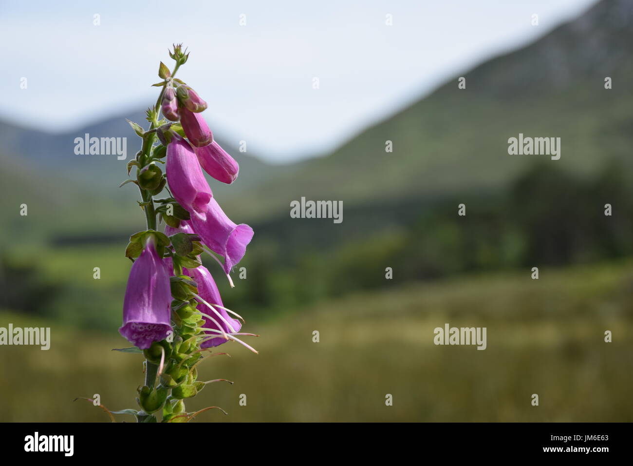 Rosa Blüten von Bell Heidekraut (Erica Cinerea) vor dem Hintergrund der Berge Stockfoto