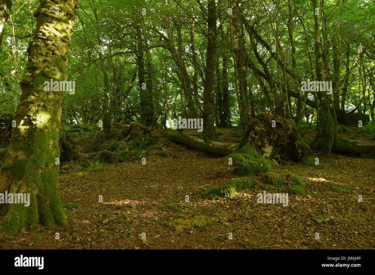 Landschaft des Knockma Holzes in der Grafschaft Galway, Irland Stockfoto
