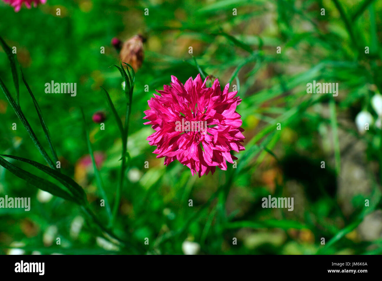Kornblume Stockfoto