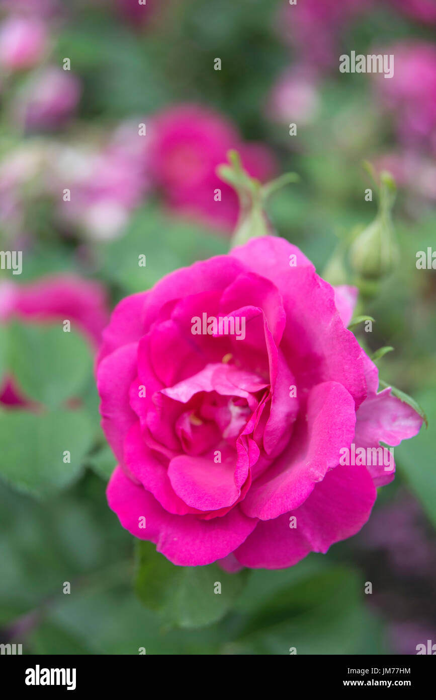 Makroaufnahme Blume Fotografie Garten Rose in enger Detail aufgenommen im Königreich Stockfoto