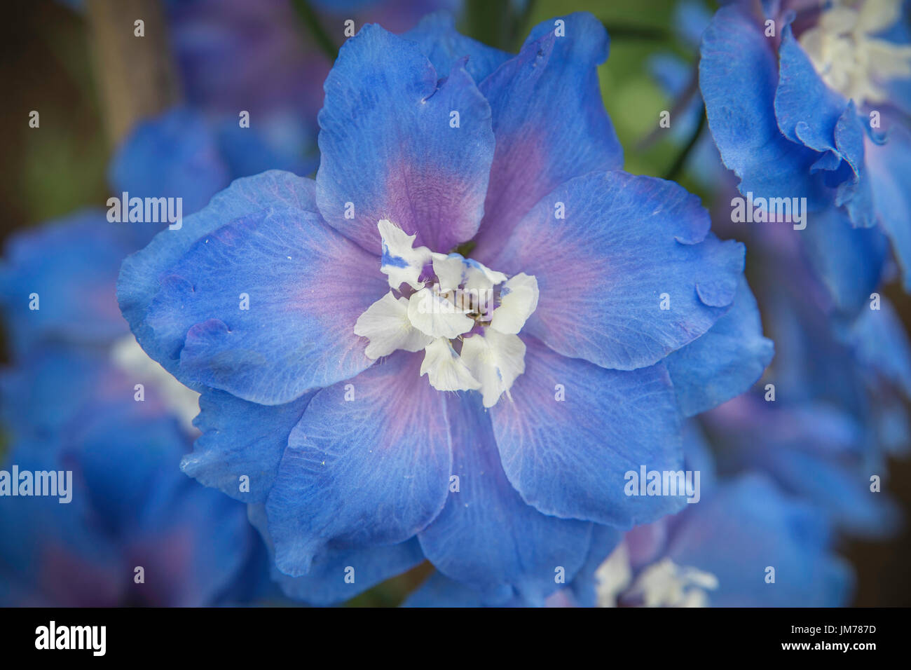 Nahaufnahme Foto Makroaufnahme einer blauen Garten Blume. Stockfoto