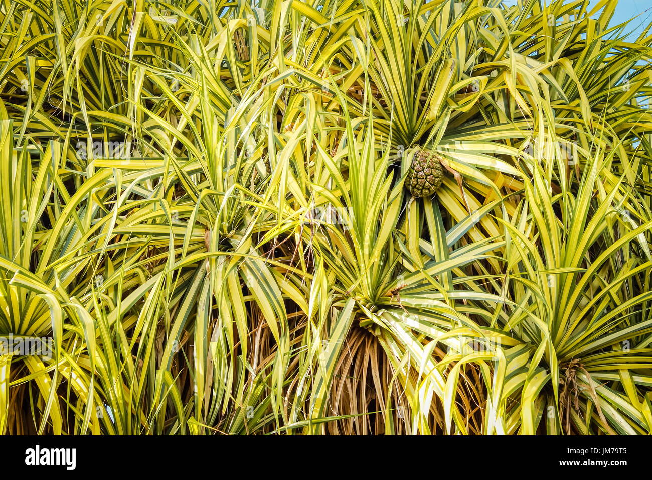 Die gemeinsame Screwpine (Pandanus Utilis) Stockfoto