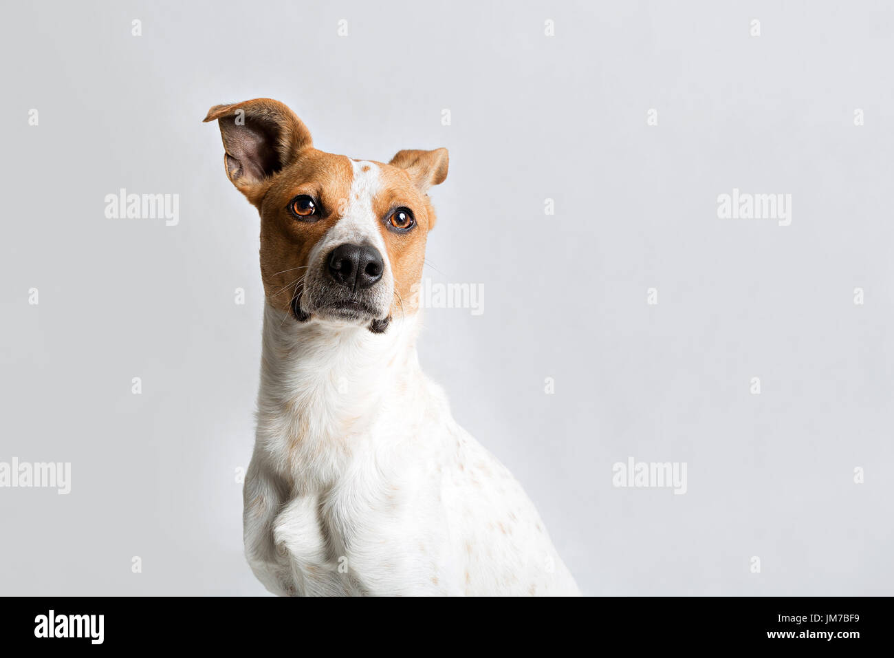 Porträt eines niedlichen Hundes auf einem hellen Hintergrund Stockfoto