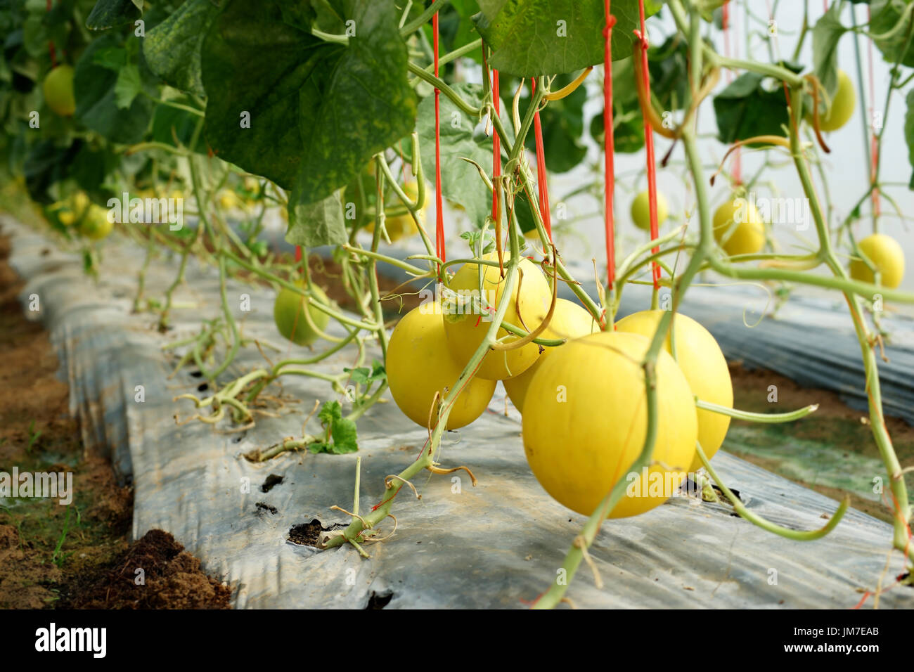 Honigmelone Anbau im Gewächshaus BioBauernhof Stockfoto, Bild