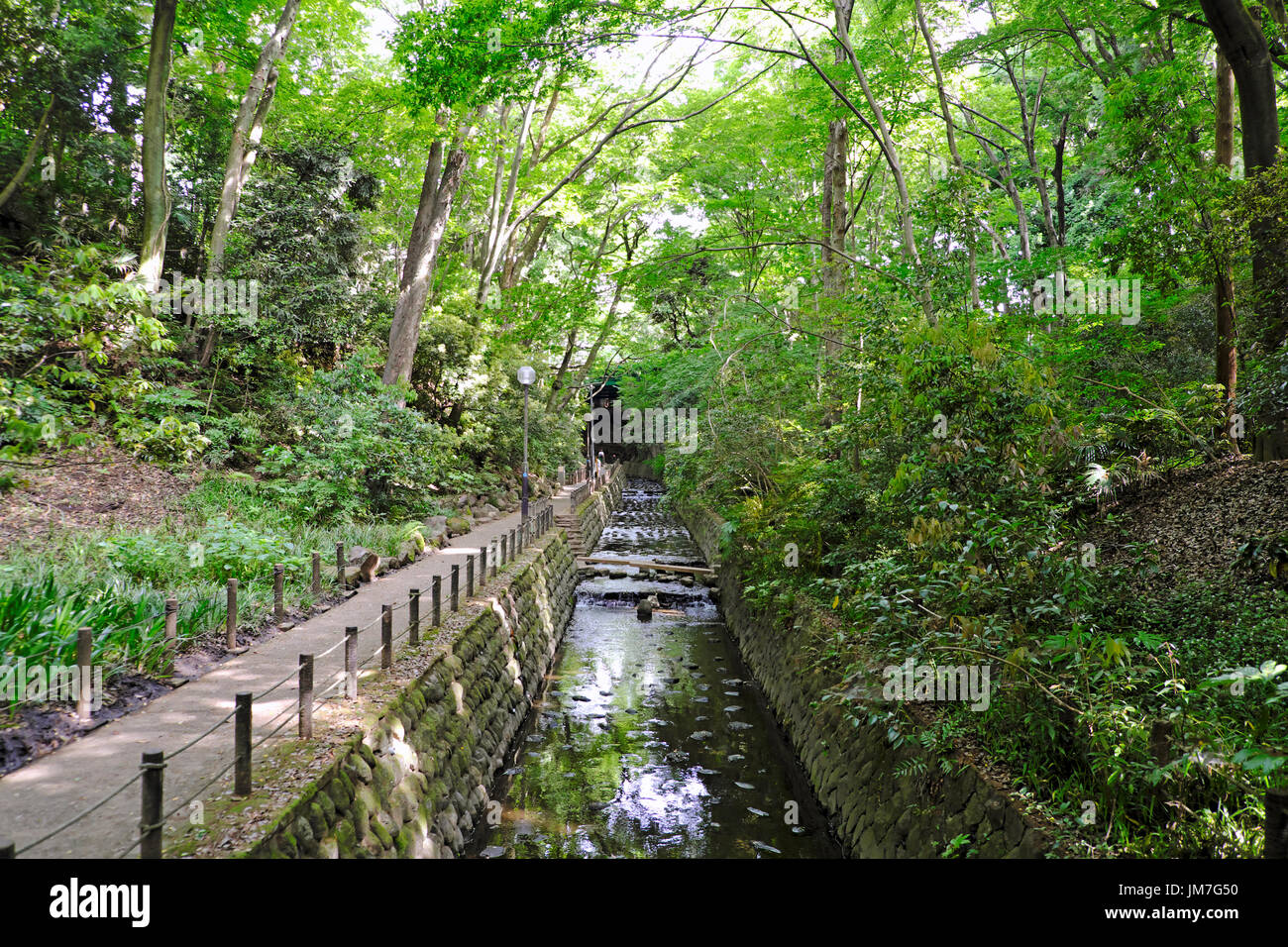 Todoroki Tal, mitten in der dicht besiedelten Setagaya Ward, ist ein Wanderweg durch ein enges bewaldeten Tal entlang eines kleinen Flusses. Stockfoto