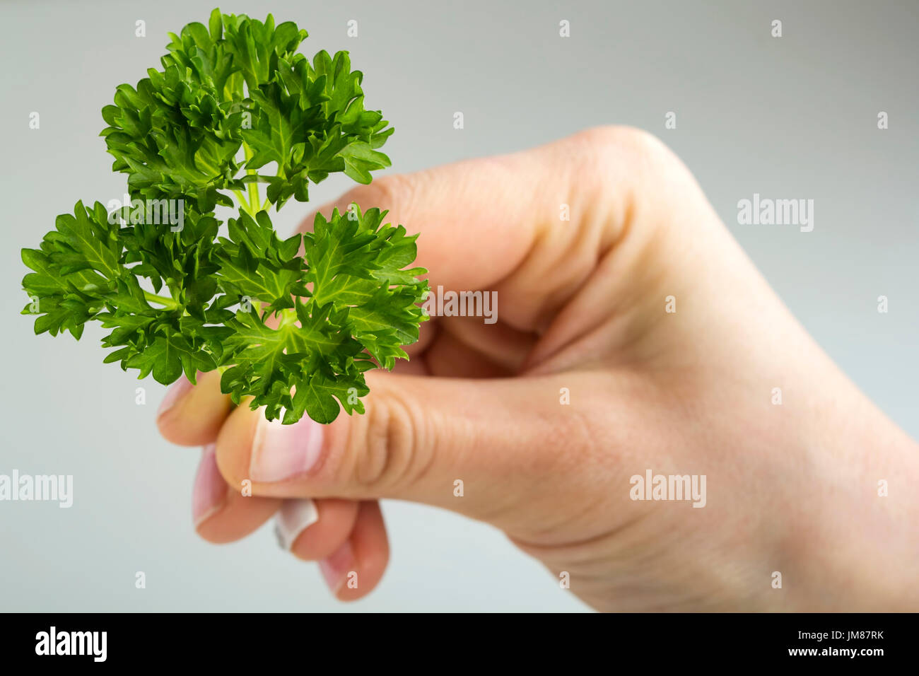 Frau Hand mit Bund frische rohe grüne geschweiften Petersilie auf weißem Hintergrund Stockfoto