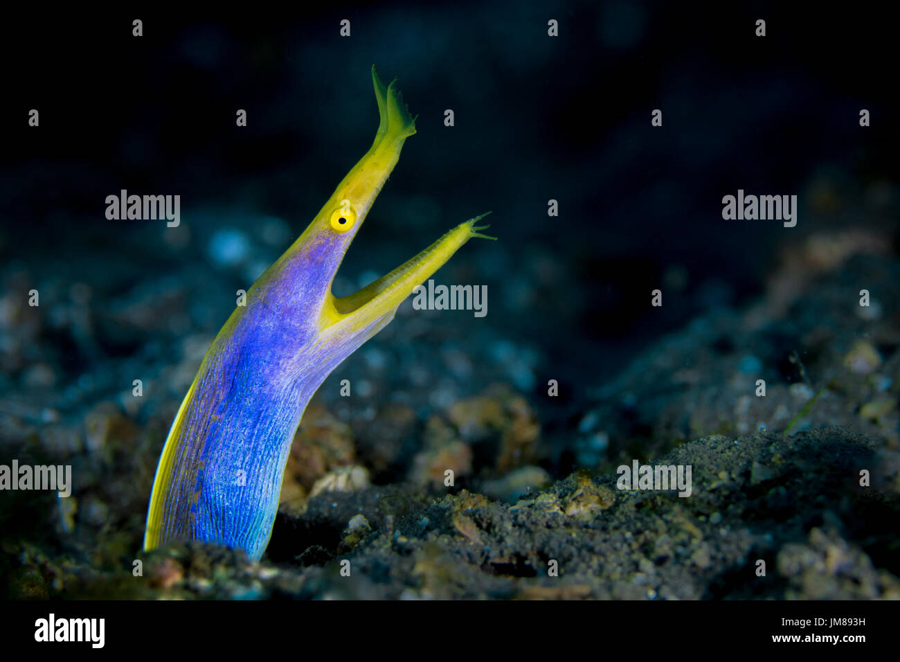 Multifunktionsleiste Aal (Rhinomuraena Quaesita) in der Lembeh-Strait Stockfoto