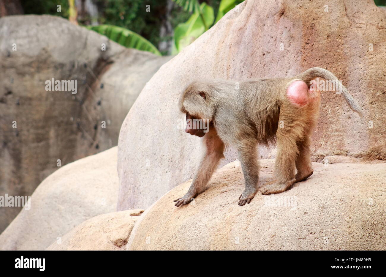 Der Hamadryas Pavian - eine Art von Pavian aus der Familie der Affen der alten Welt. Stockfoto