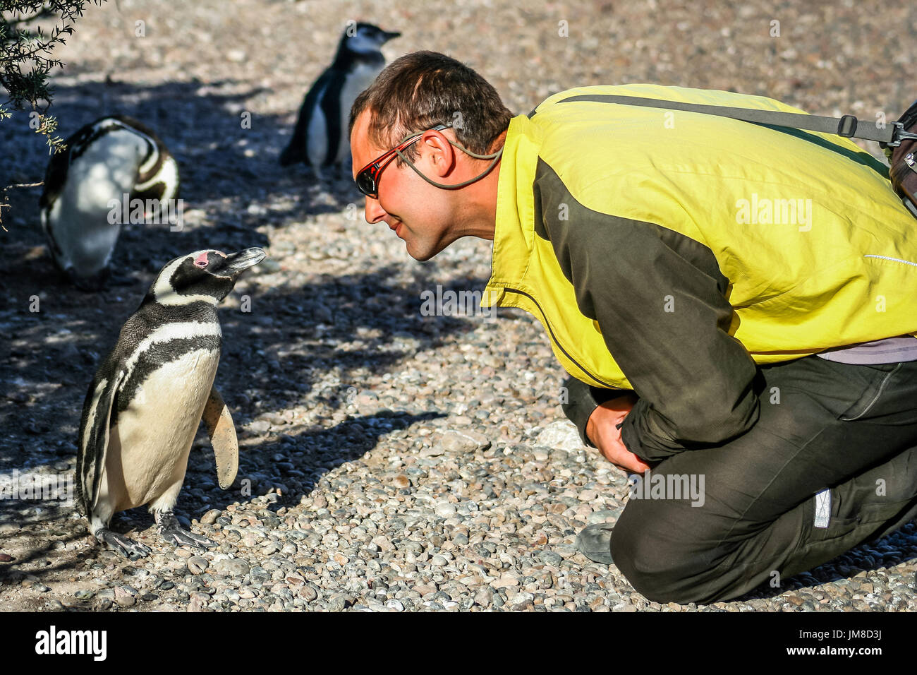 Touristen, die eng mit Blick auf einen kleinen, neugierigen Magellan Pinguin in Punta Tombo, Argentinien Stockfoto