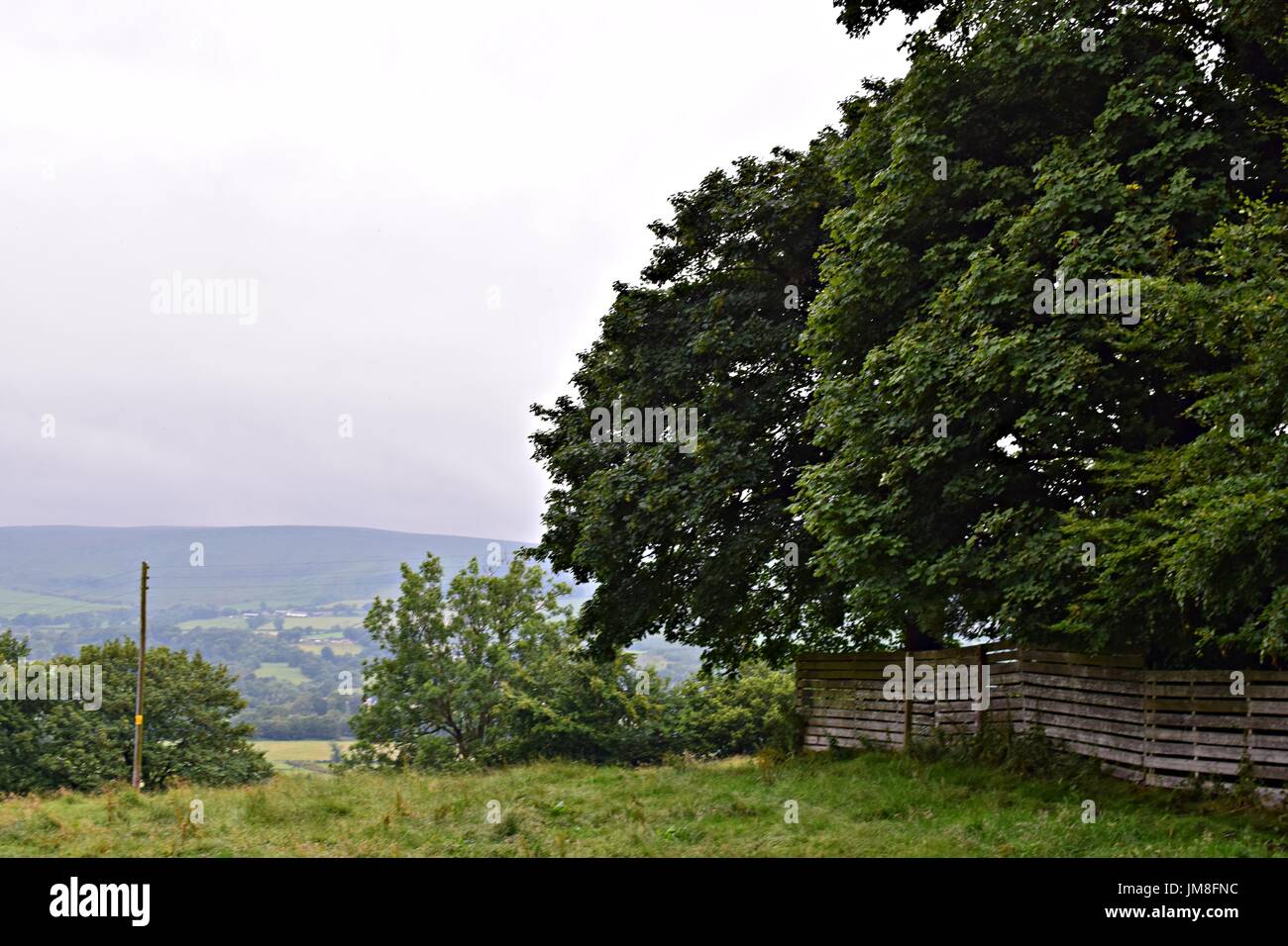 Bilder von Bäumen und langen Rasen und Blumen Stockfoto