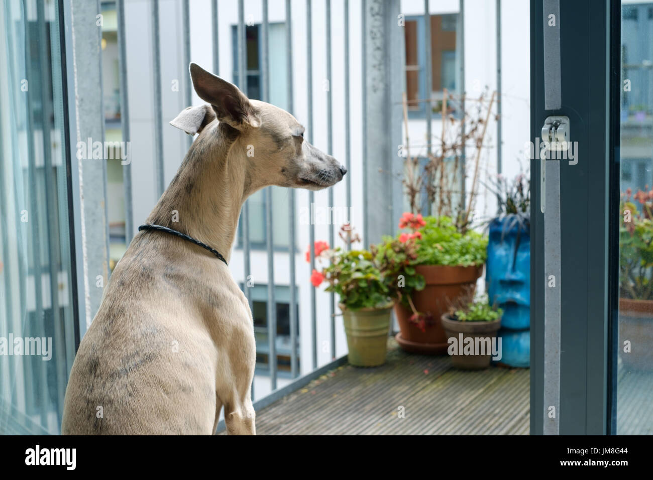 Hund aus offenen Fenster in Stadtwohnung Stockfoto