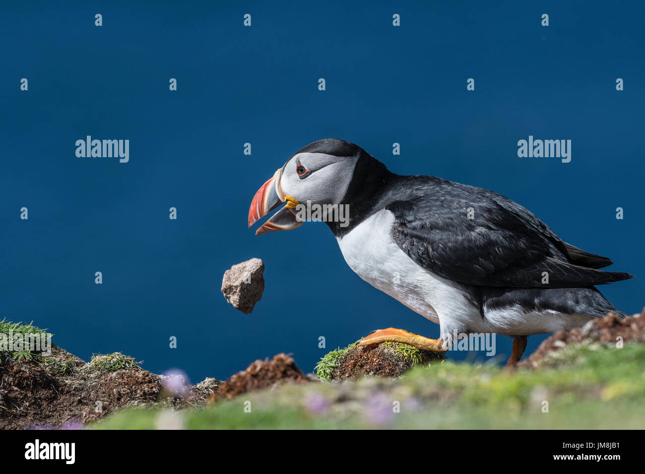 Papageitaucher, Fair Isle Puffin, Fratercula Arktis, Puffin entfernen einen Stein aus seiner Burrow- and -Drop über die Felskante, genommen in Fair-Isle Stockfoto