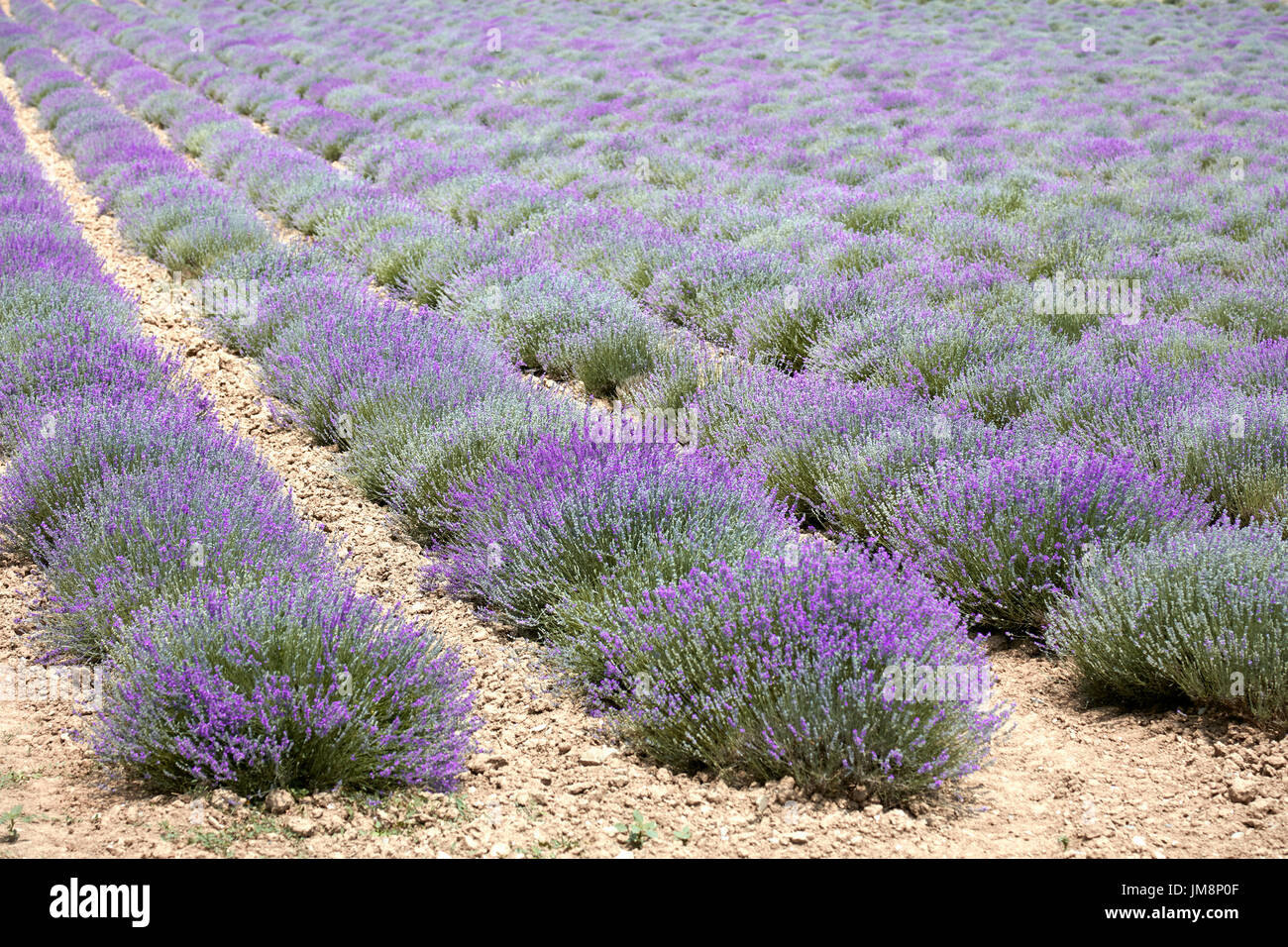 Schöne Lavendelfeld in der Provence, Frankreich Stockfoto