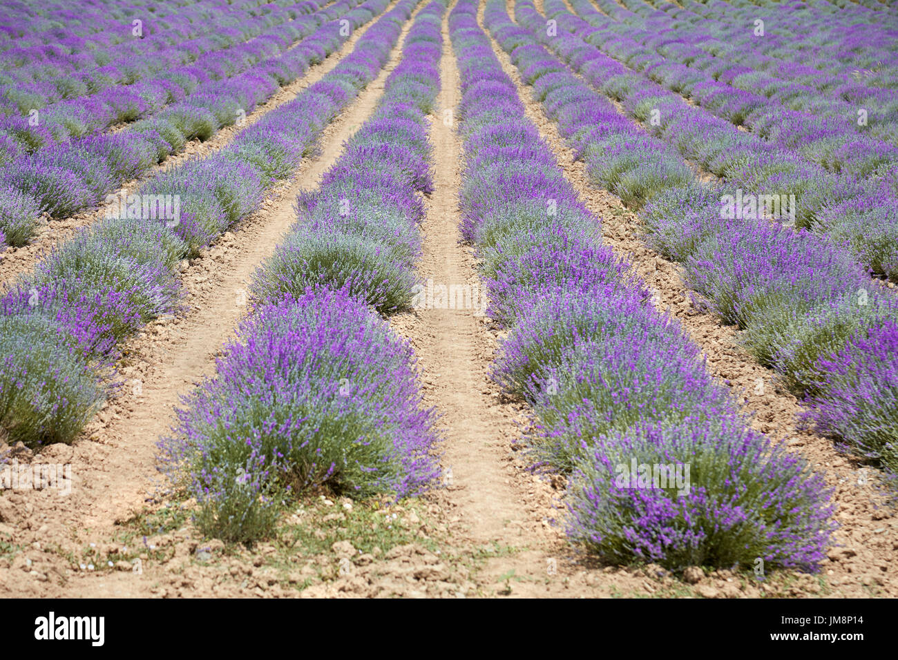 Lavendel-Feld in Piemont, Italien Stockfoto