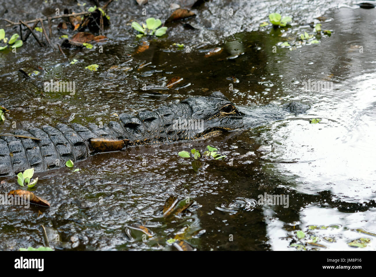 American alligator (Alligator mississippiensis), Corkscrew Swamp Sanctuary, Florida, USA Stockfoto