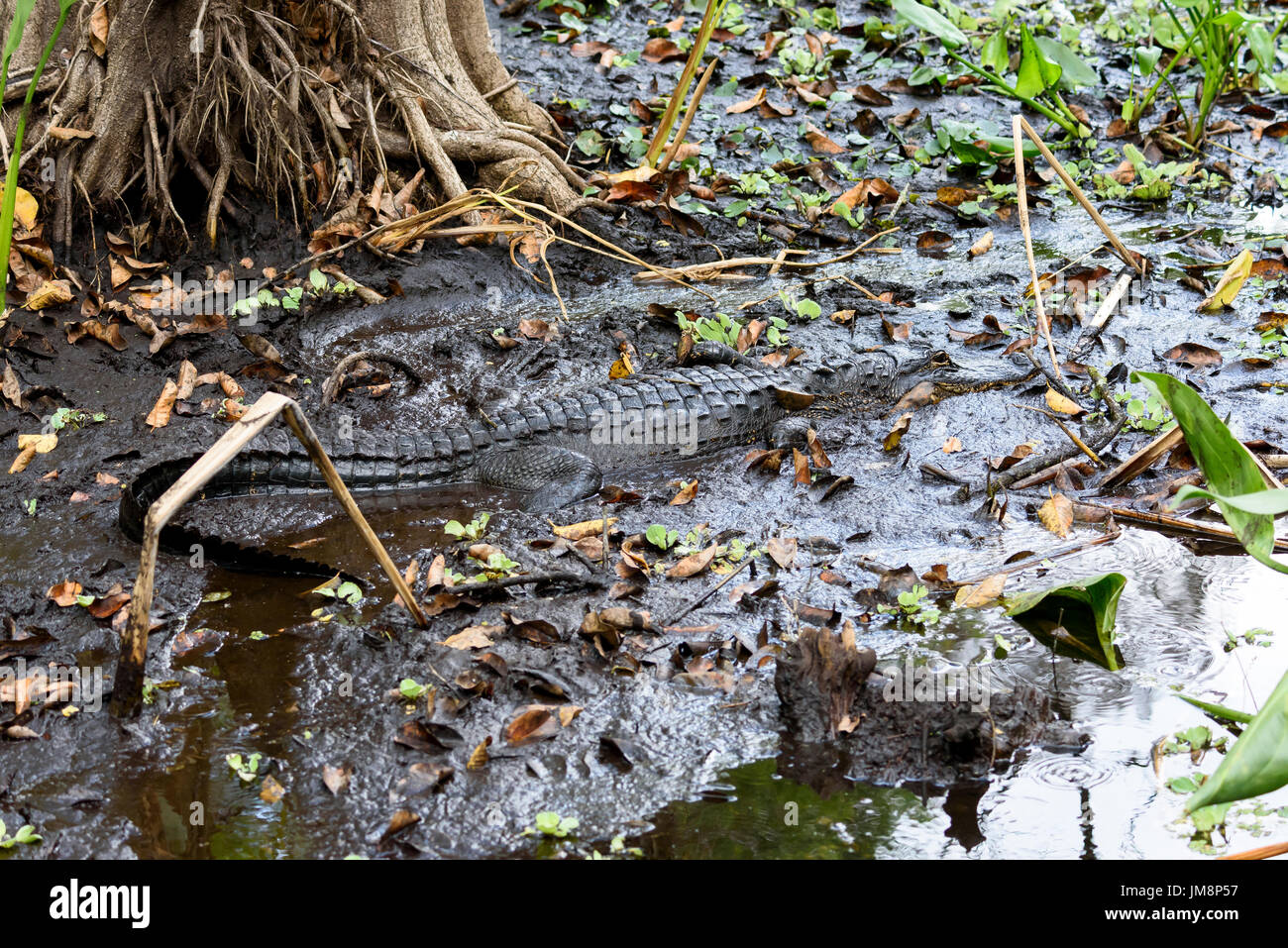 American alligator (Alligator mississippiensis), Corkscrew Swamp Sanctuary, Florida, USA Stockfoto