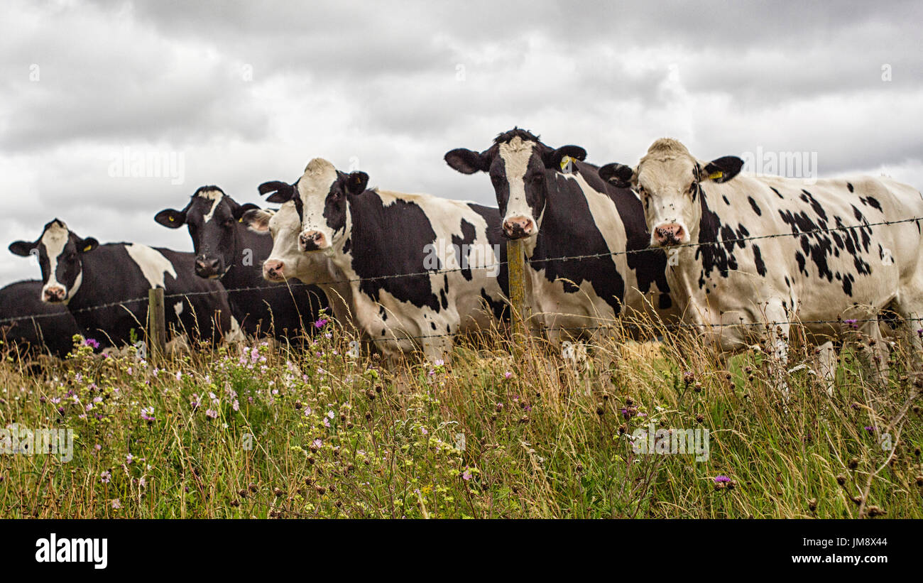 Holstein-Friesian Kühe auf der Suche über den Zaun auf der Wiese  Stockfotografie - Alamy