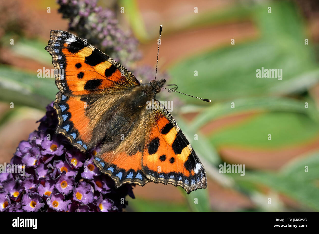 Kleine Schildpatt Nymphalis urticae Stockfoto