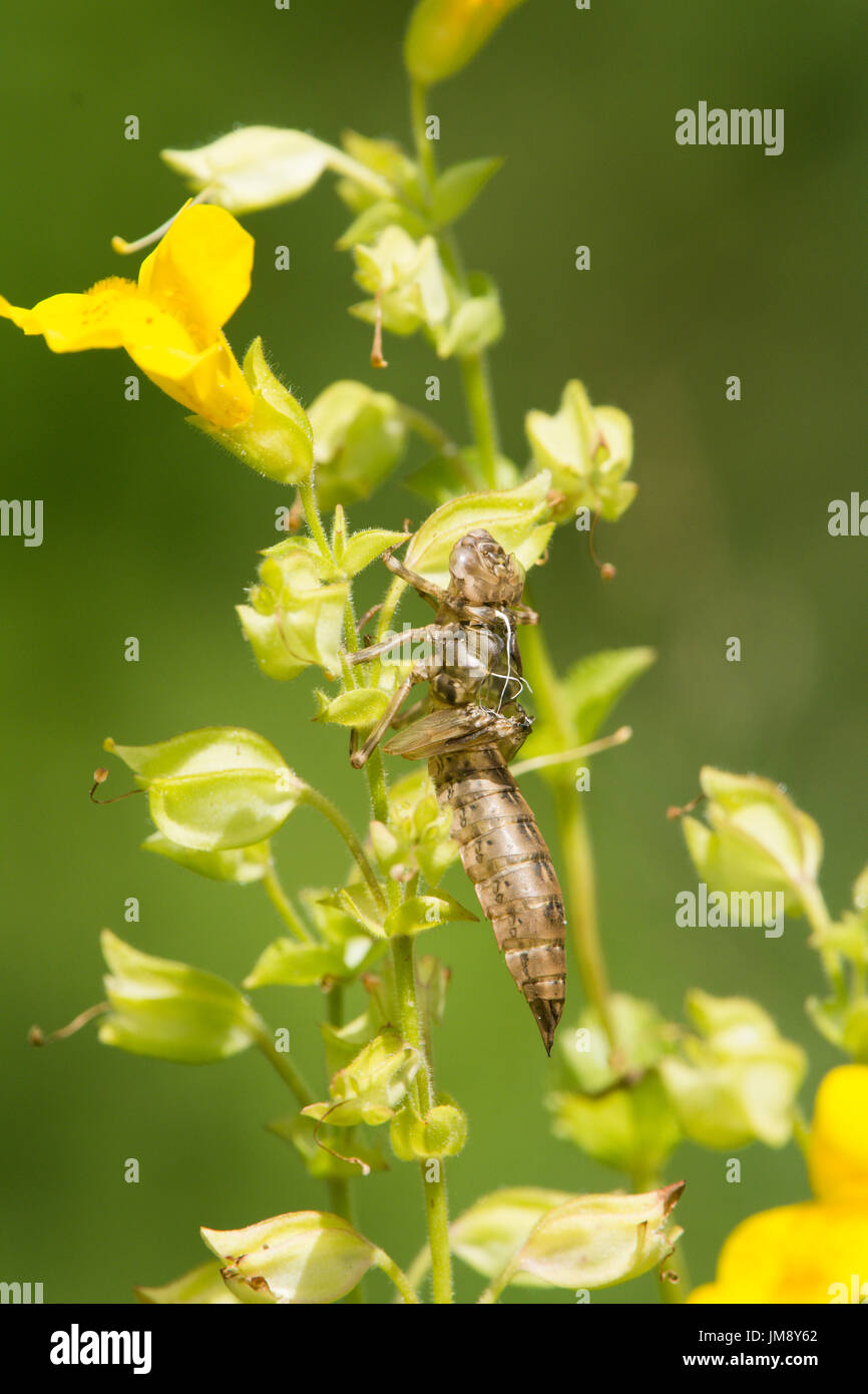 Südlichen Hawker, Aeshna Cyanea, larval Fall Exuvia auf Monkey Flower, Mimulus guttatus Stockfoto